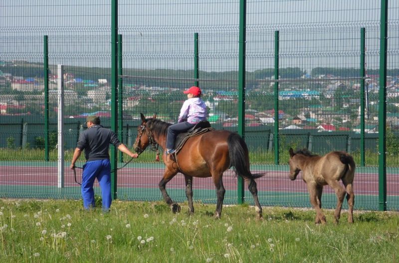 Конные прогулки