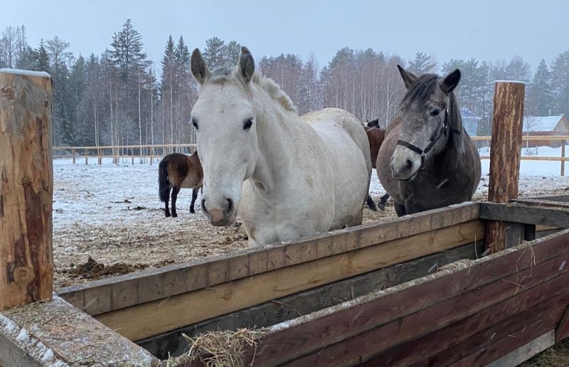 Лошади