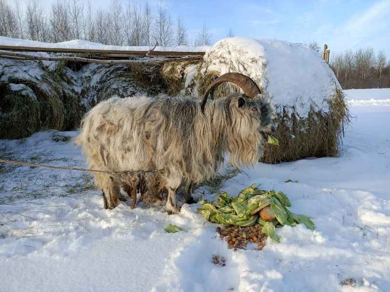 Золотая подкова