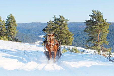 Снежный Крака. Расширенная программа