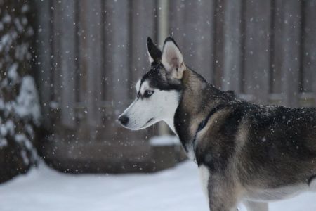 Новогодняя Карелия