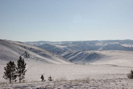 Ольхон белокрылый